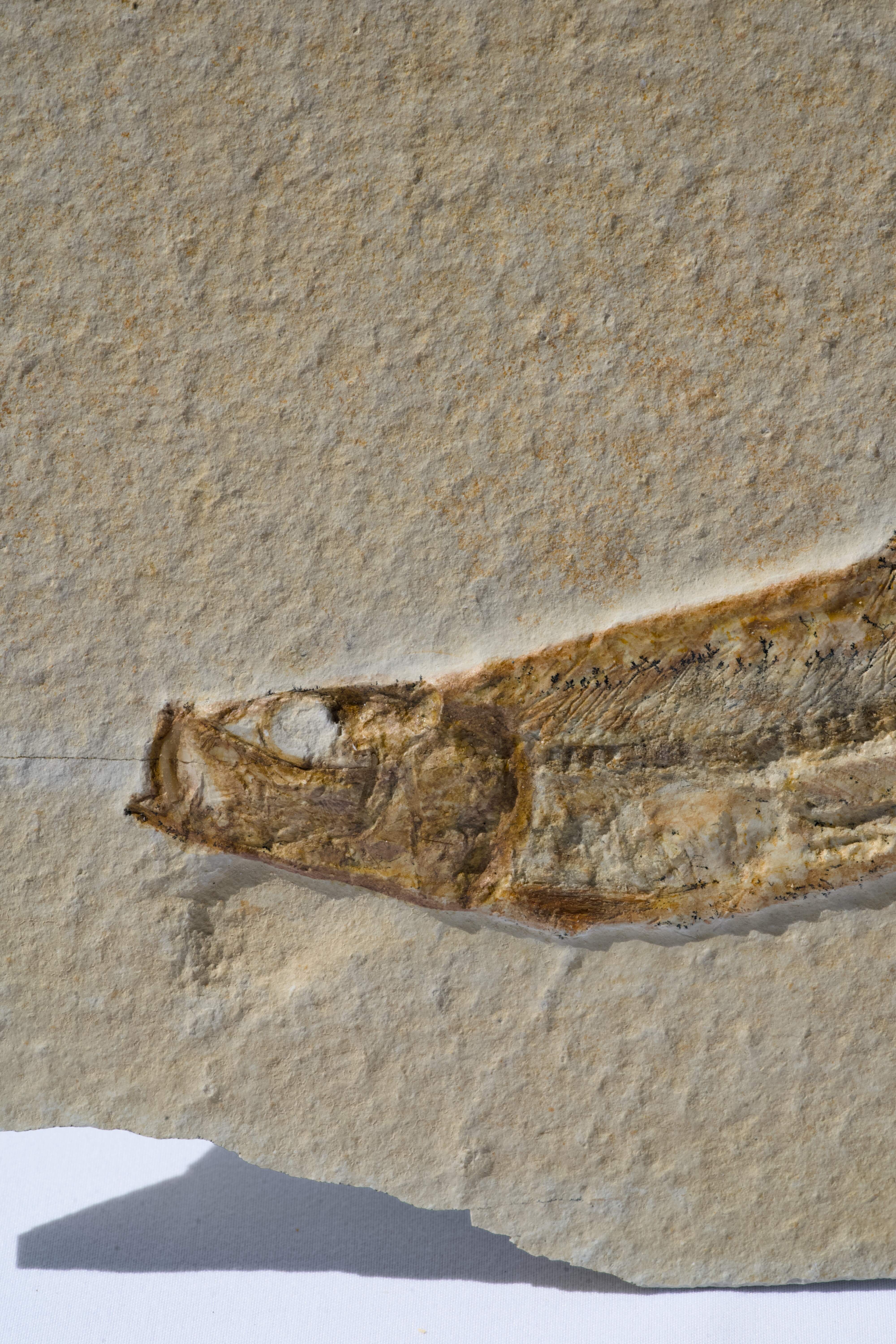 Tharsis dubius