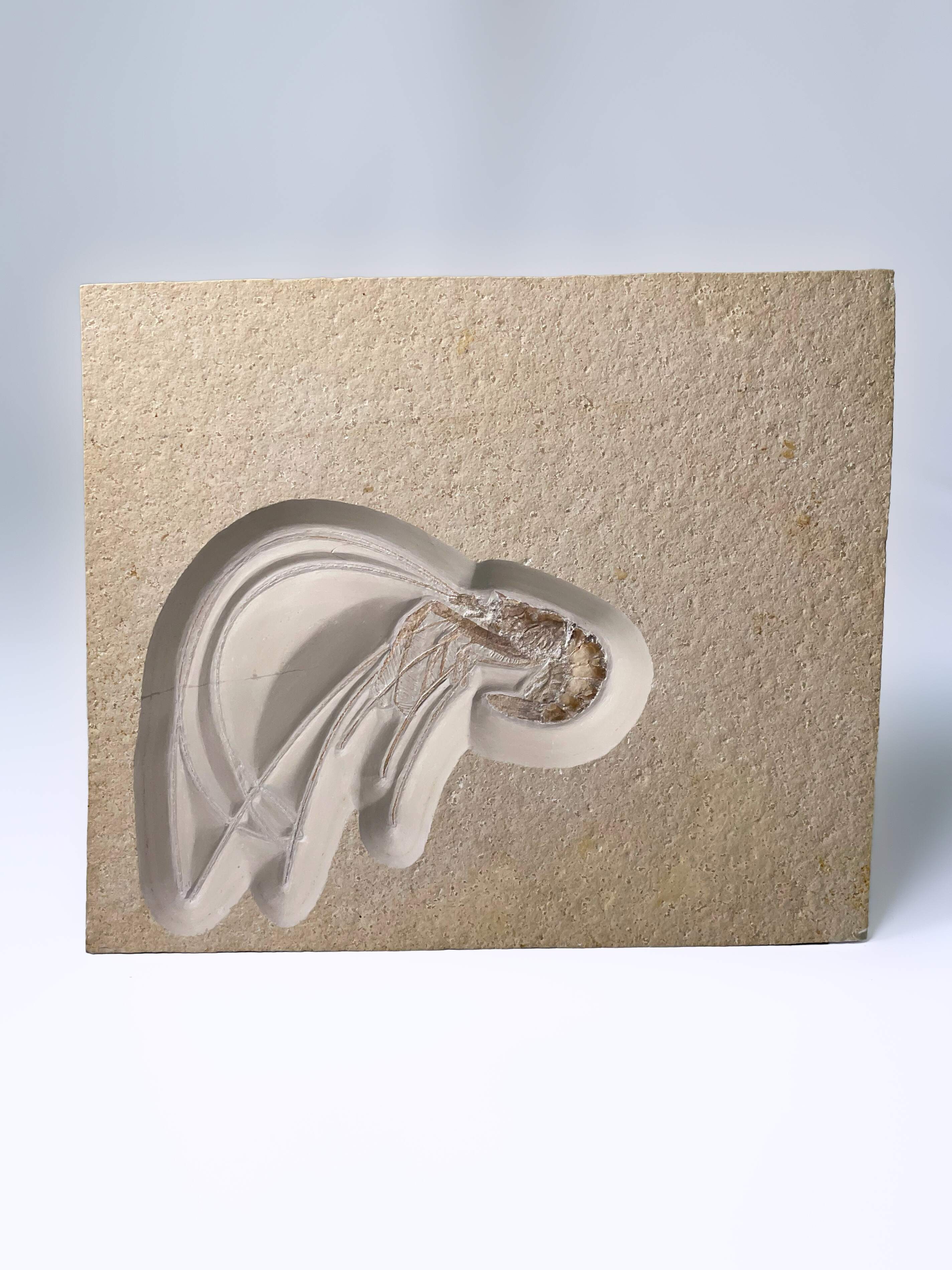 Aeger tipularius