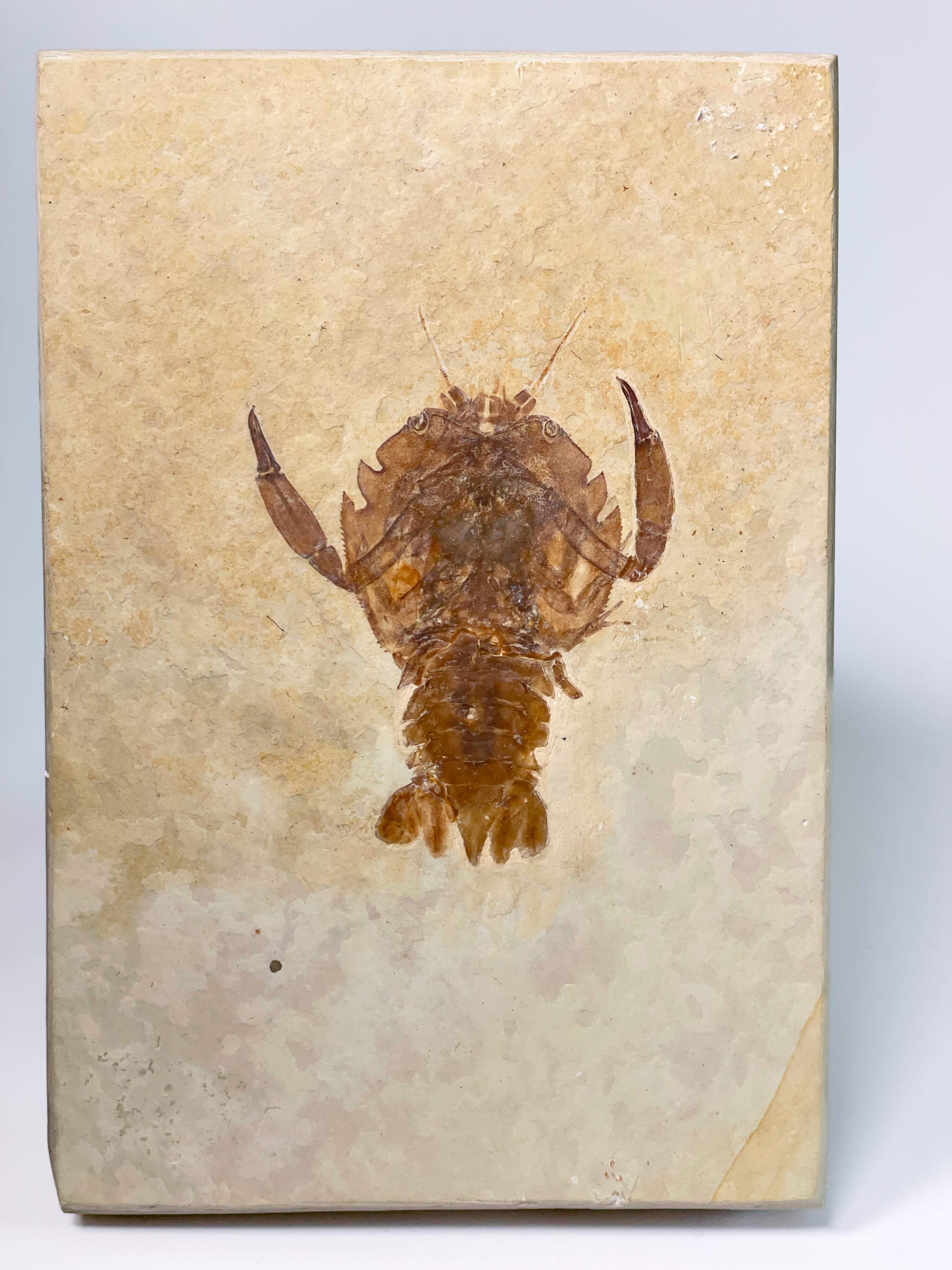 Cycleryon elongatus