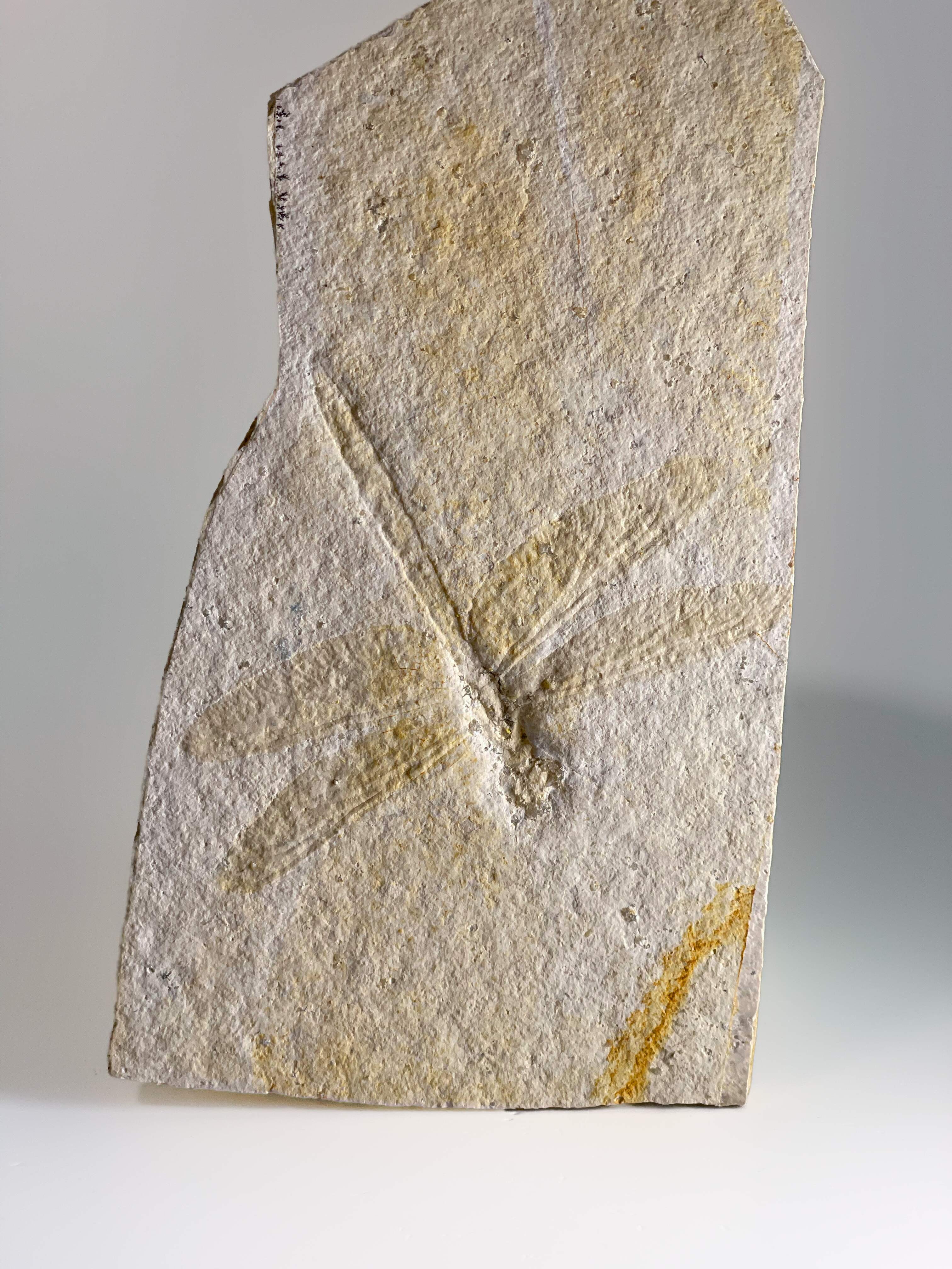 Mesuropetala koehleri