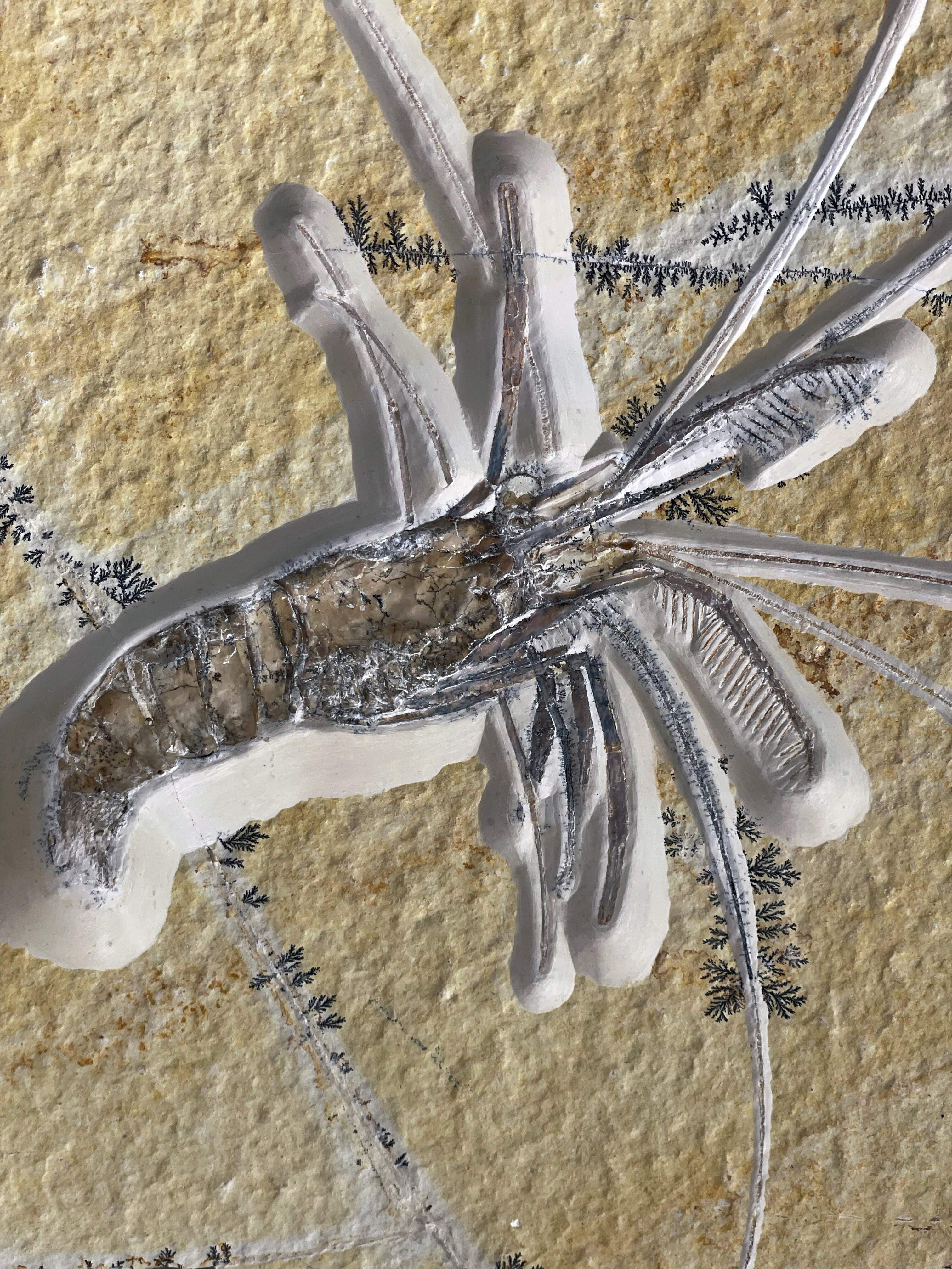 Aeger spinipes