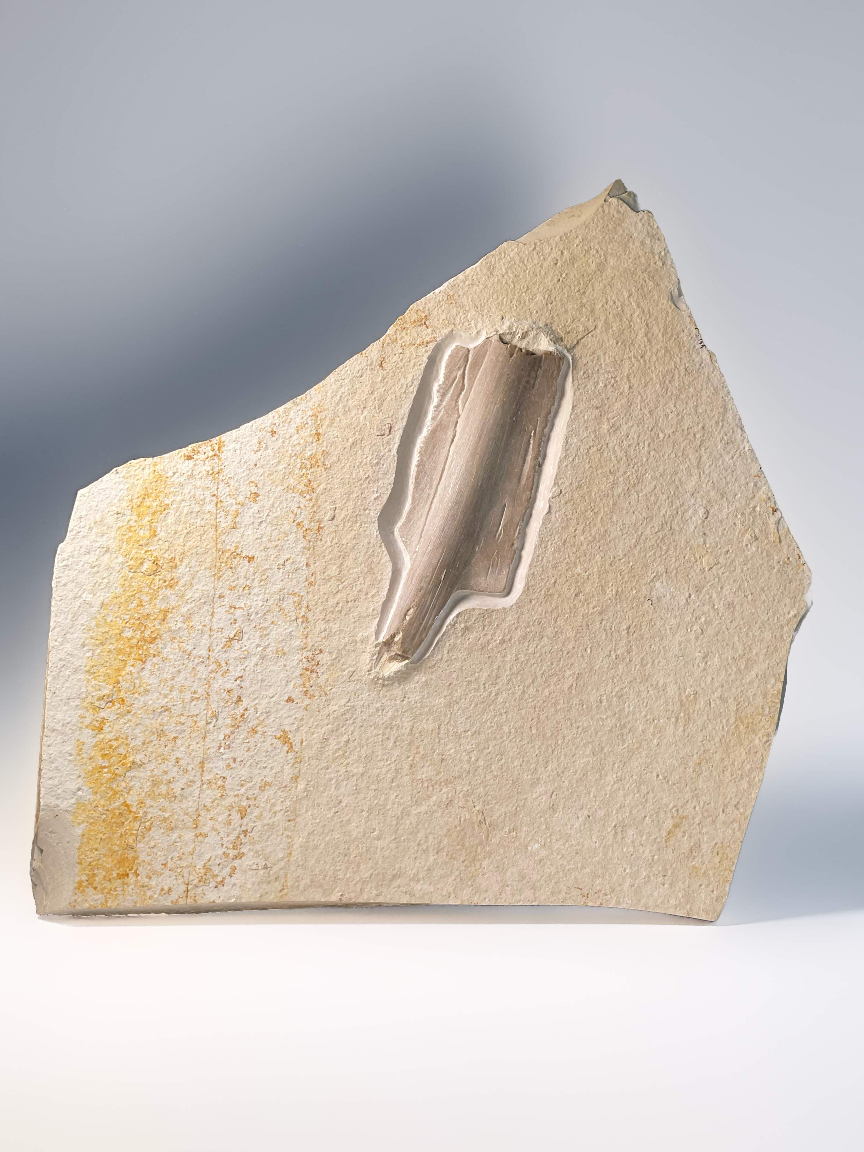 Panzerfragment einer Meeresschildkröte mit angewachsener Rippe