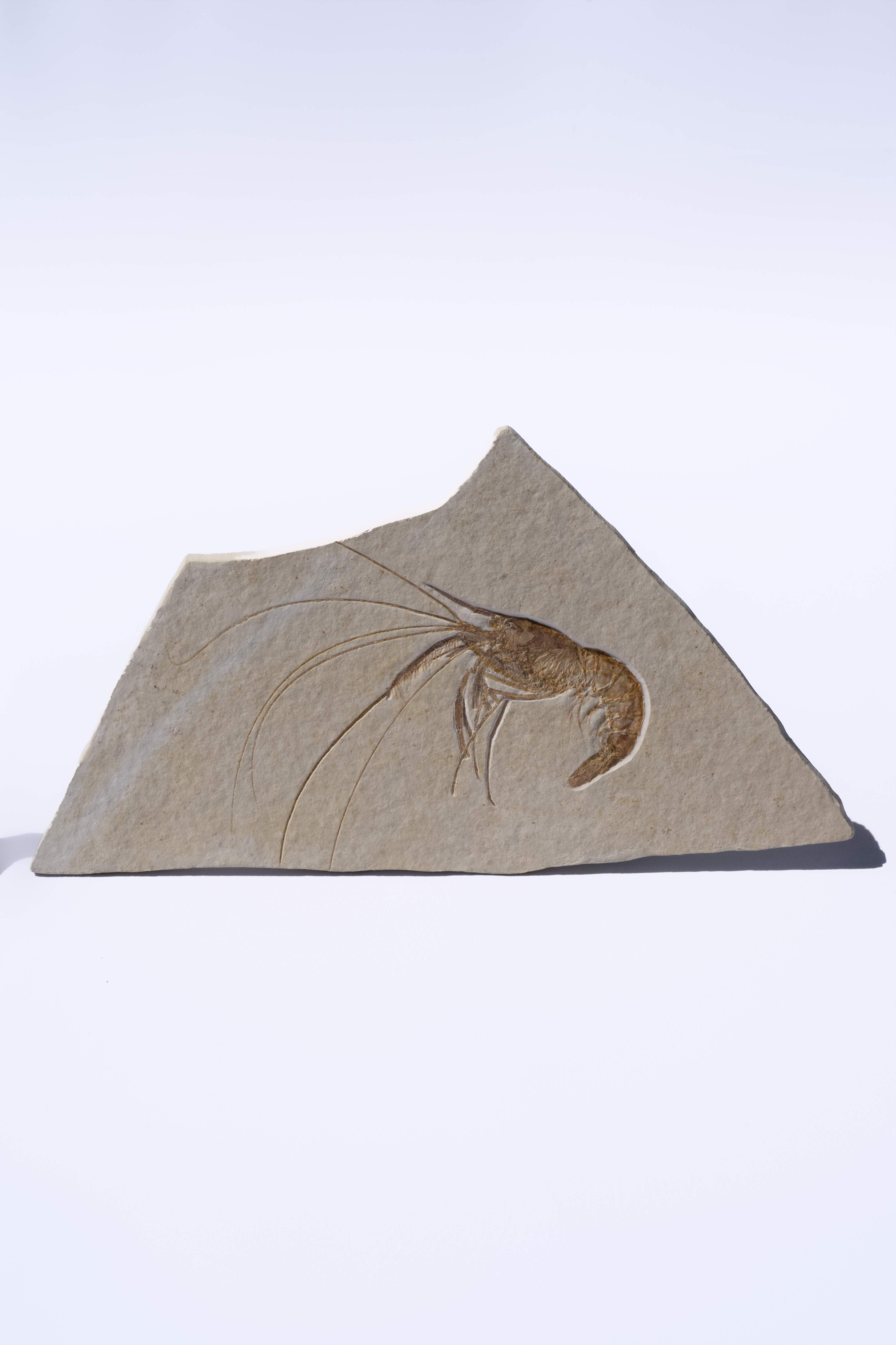 Aeger spinipes