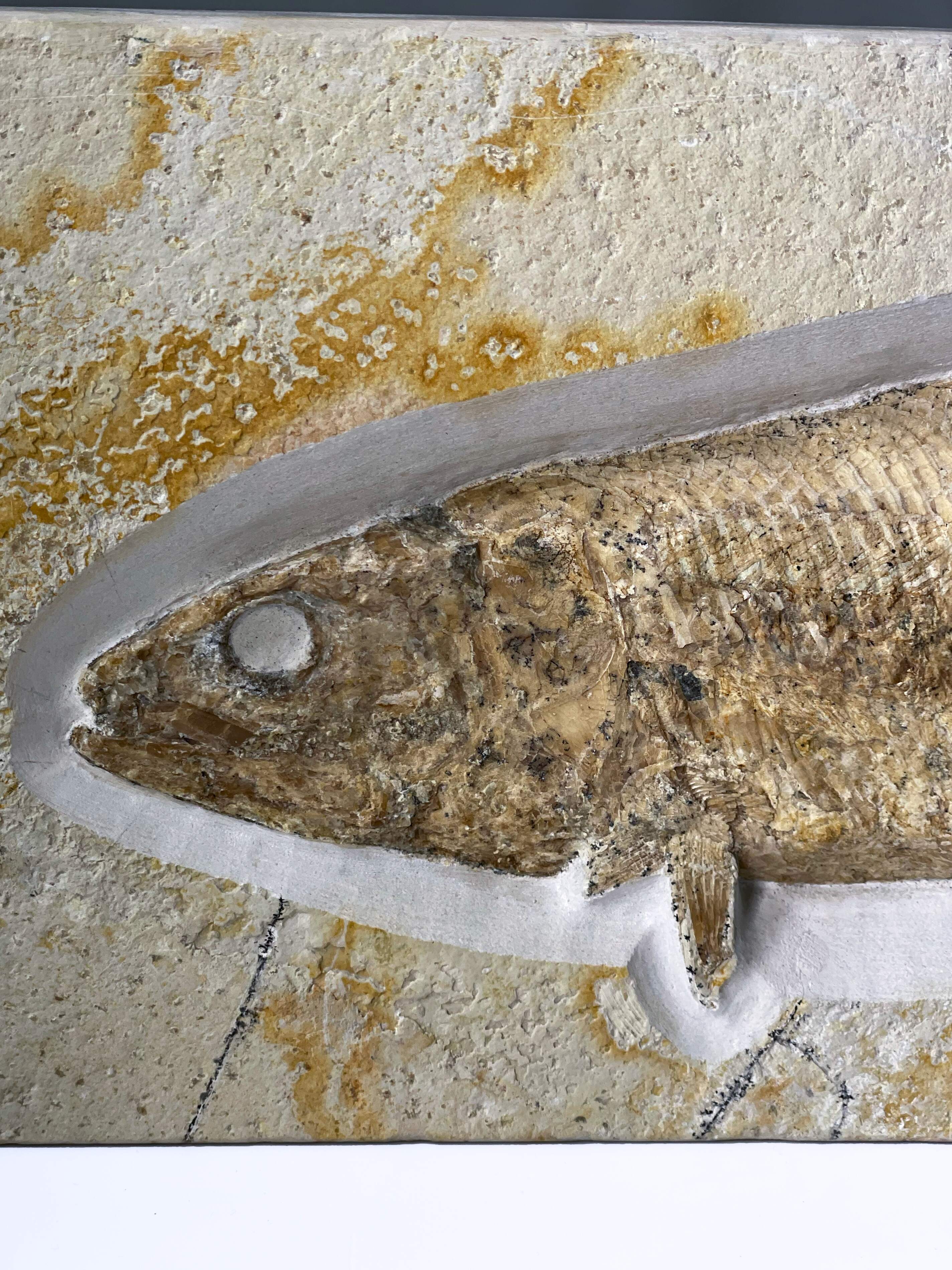 Pholidophorus macrocephalus