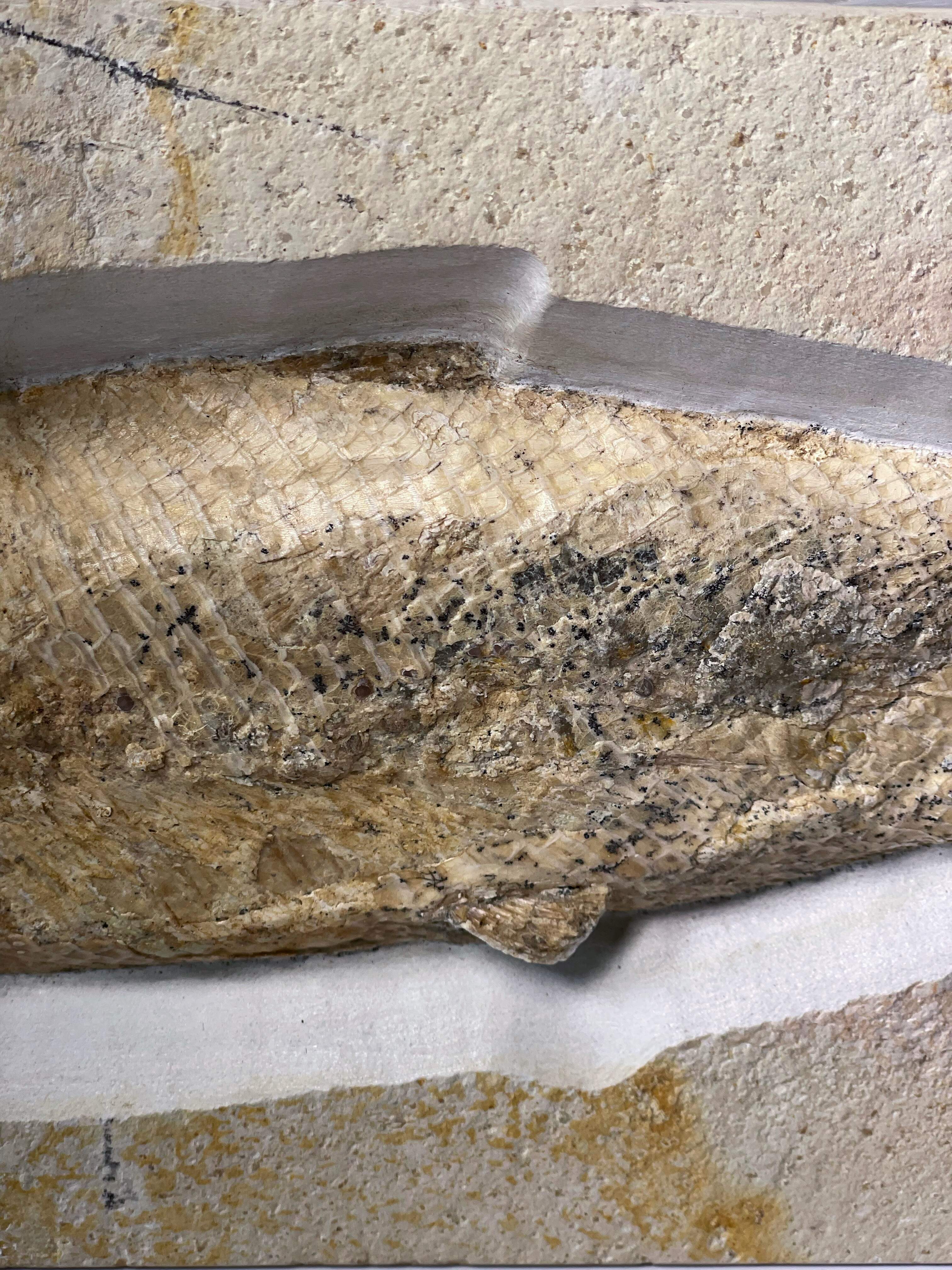 Pholidophorus macrocephalus