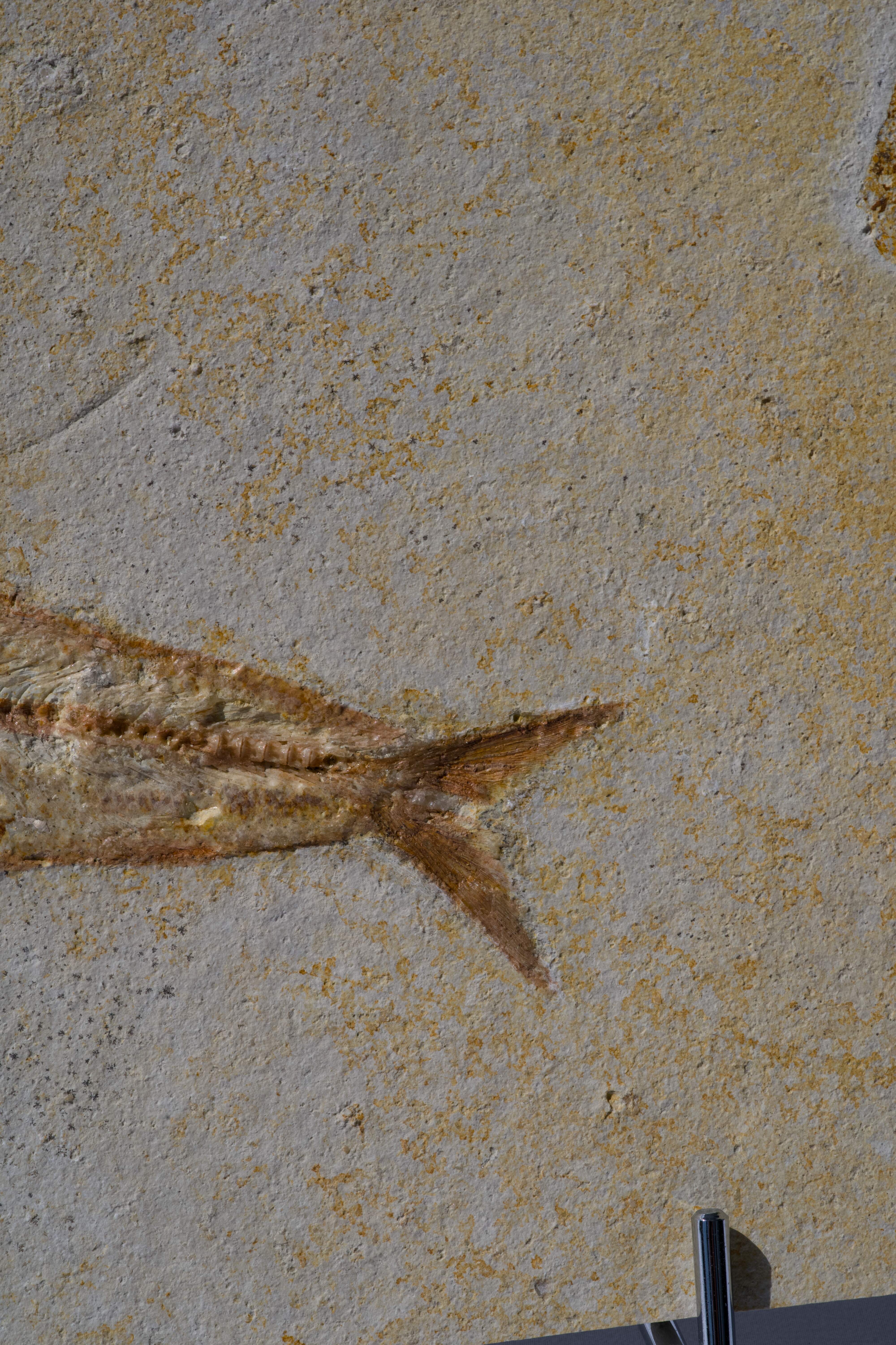 Tharsis dubius