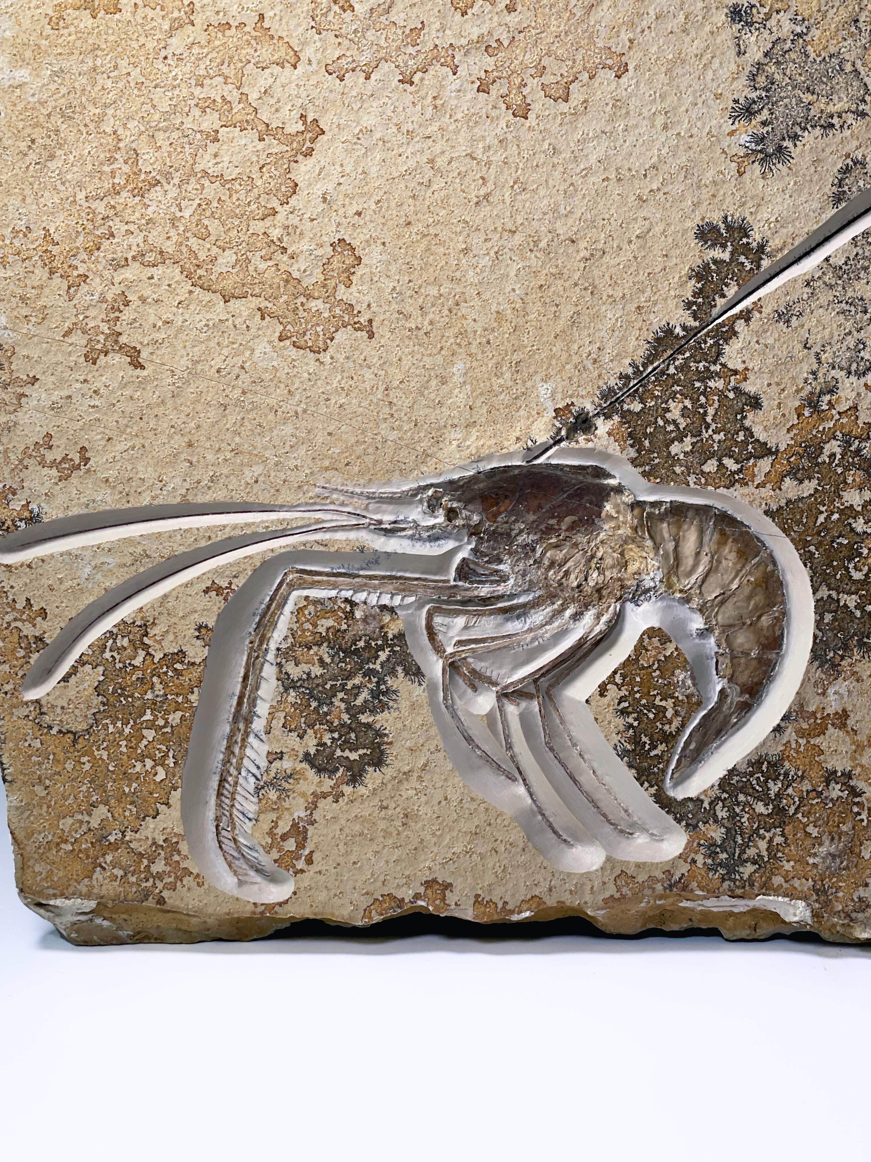 Aeger insignis