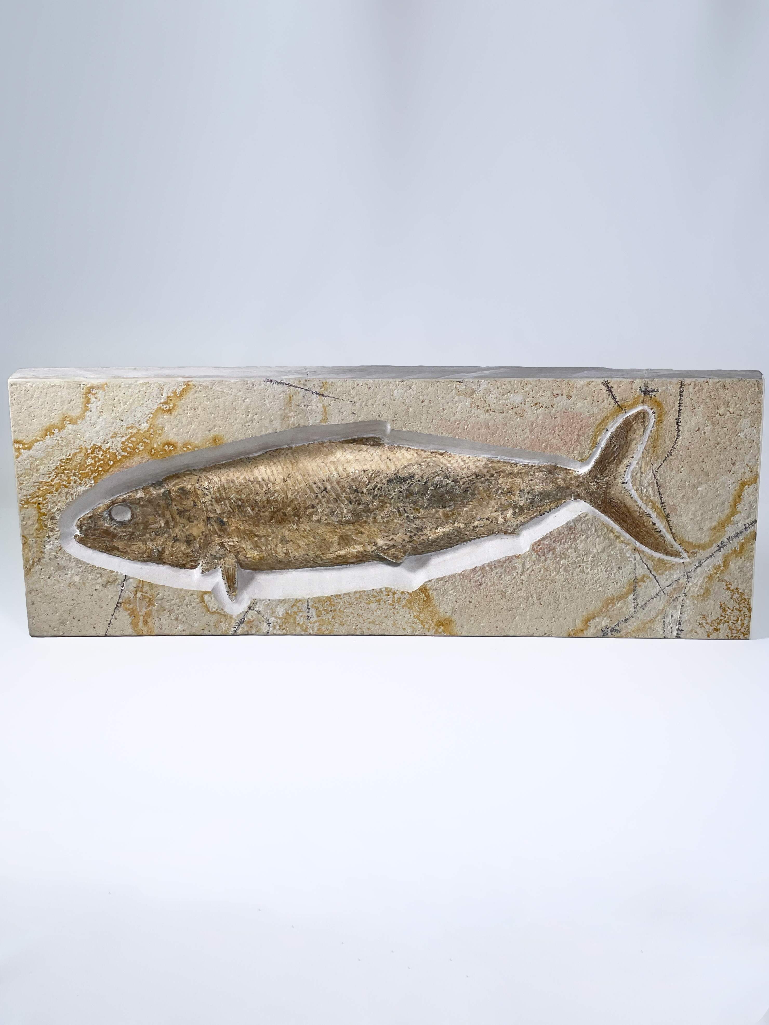 Pholidophorus macrocephalus