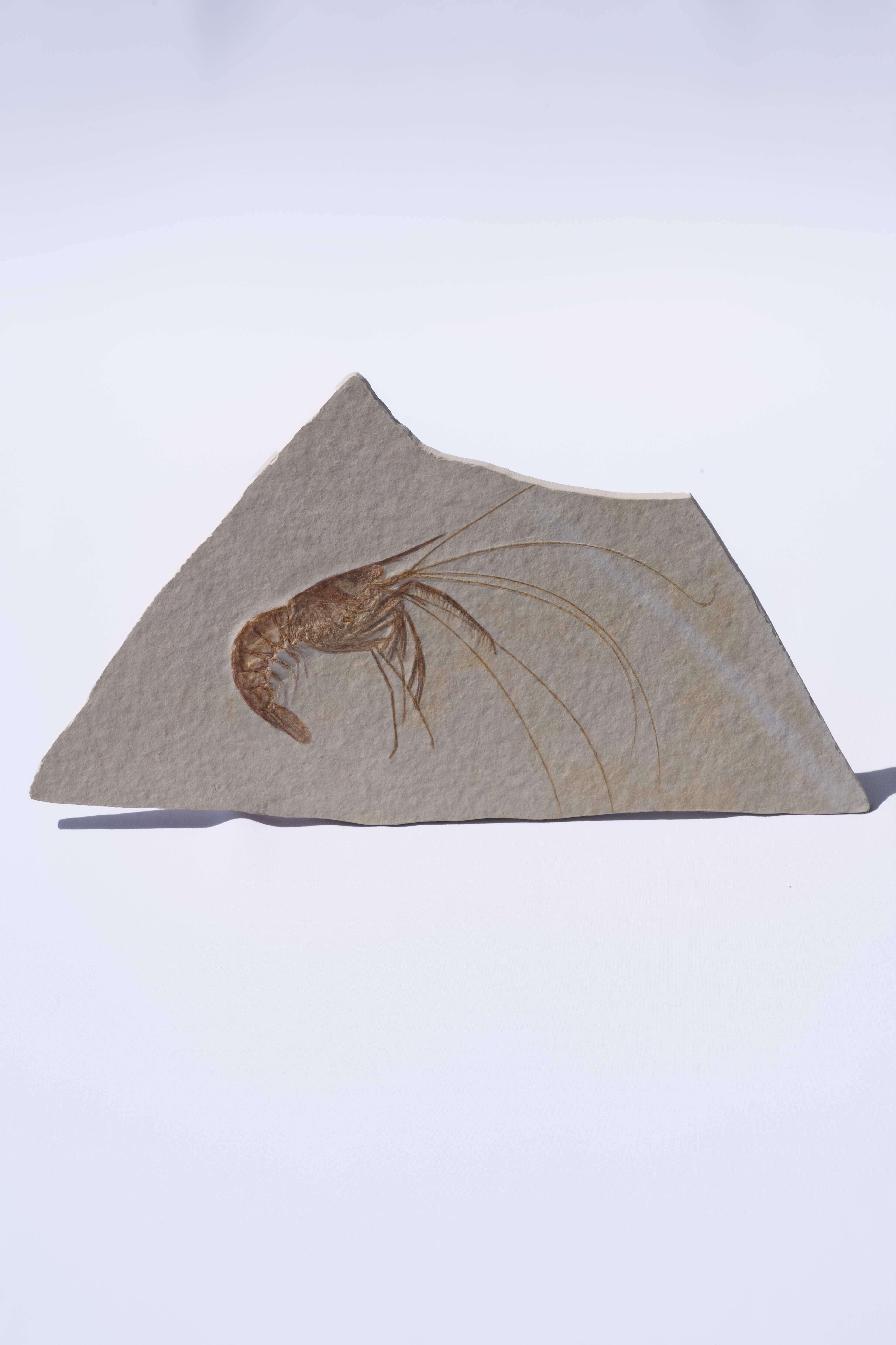 Aeger spinipes