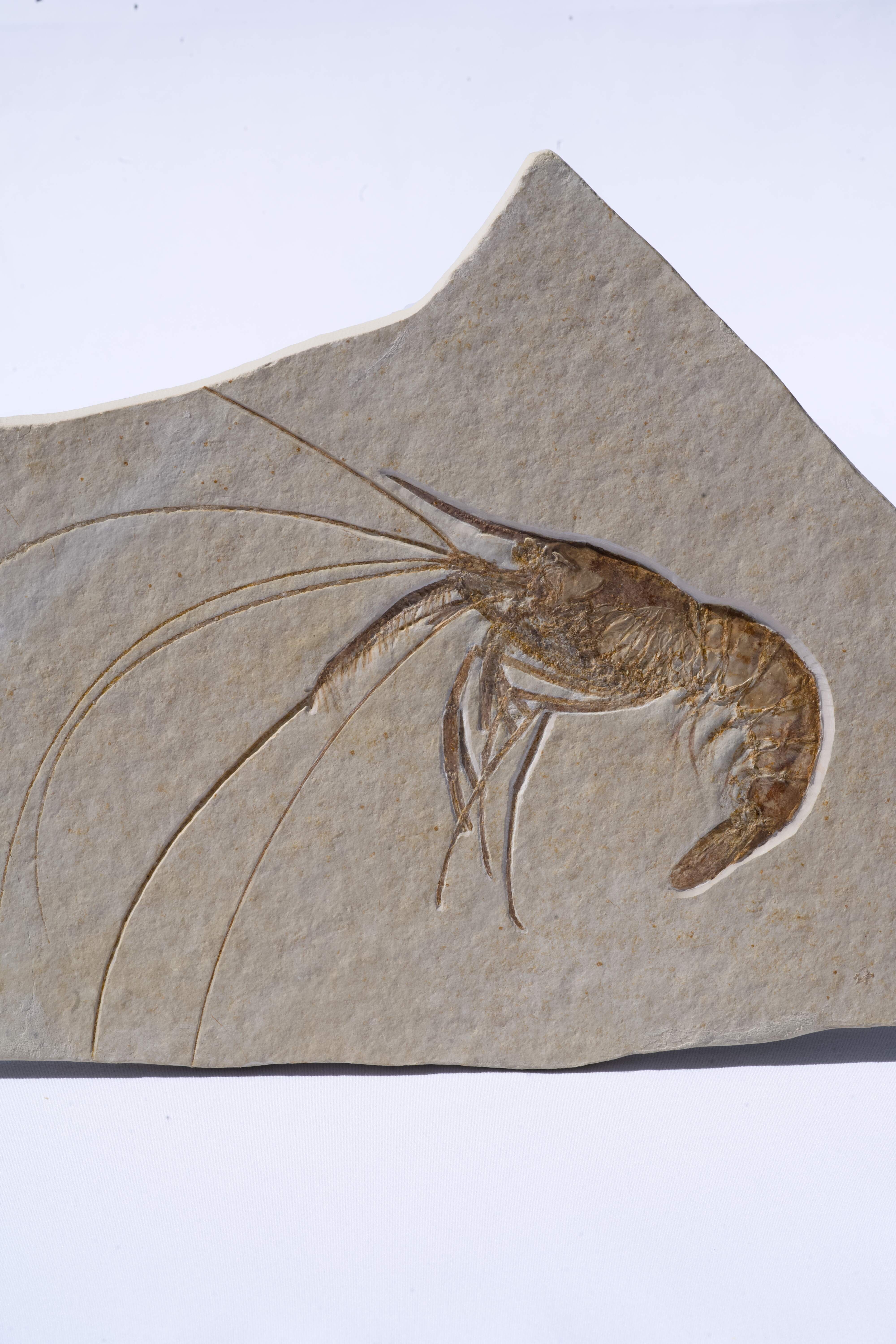 Aeger spinipes