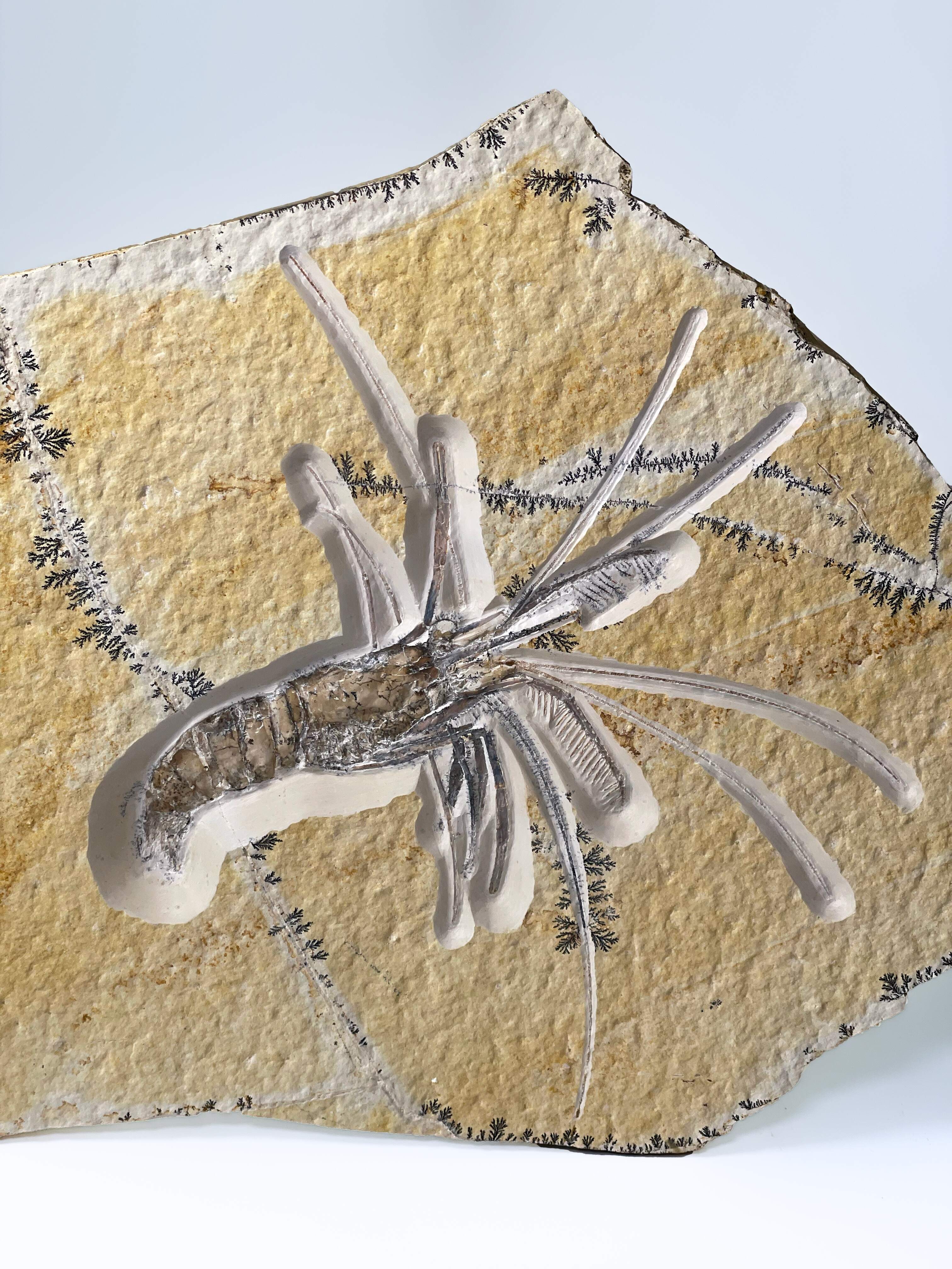 Aeger spinipes