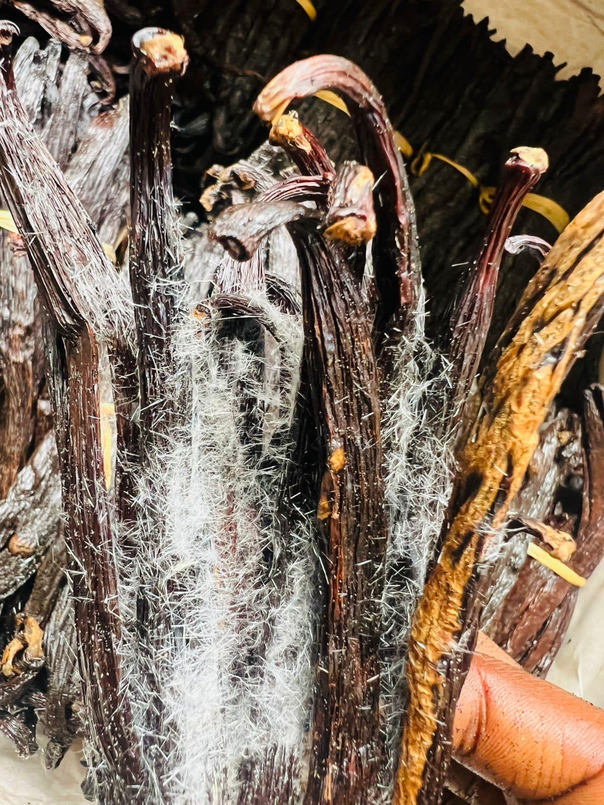 Gousse de vanille gourmet freez