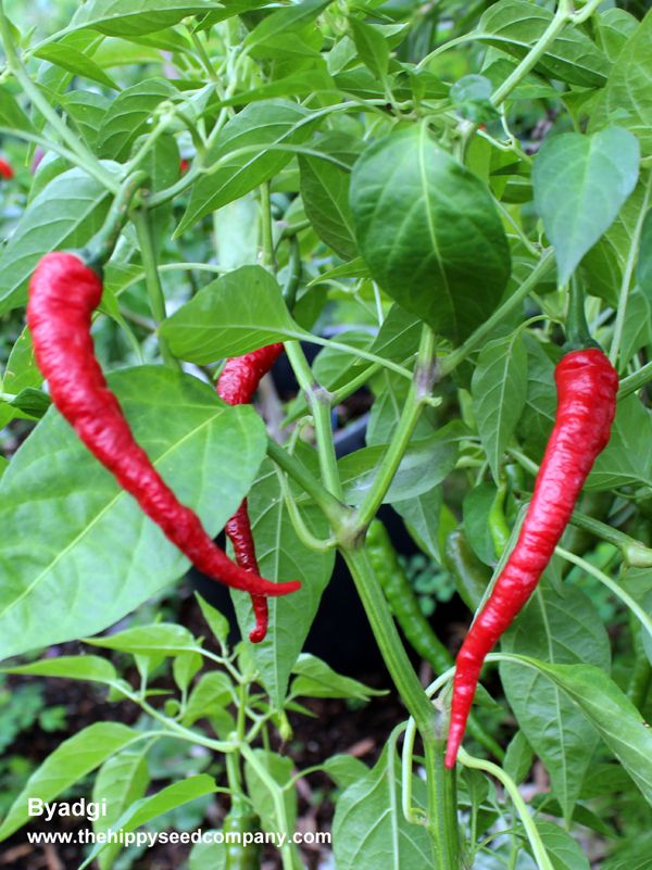 Byadgi Chilli
