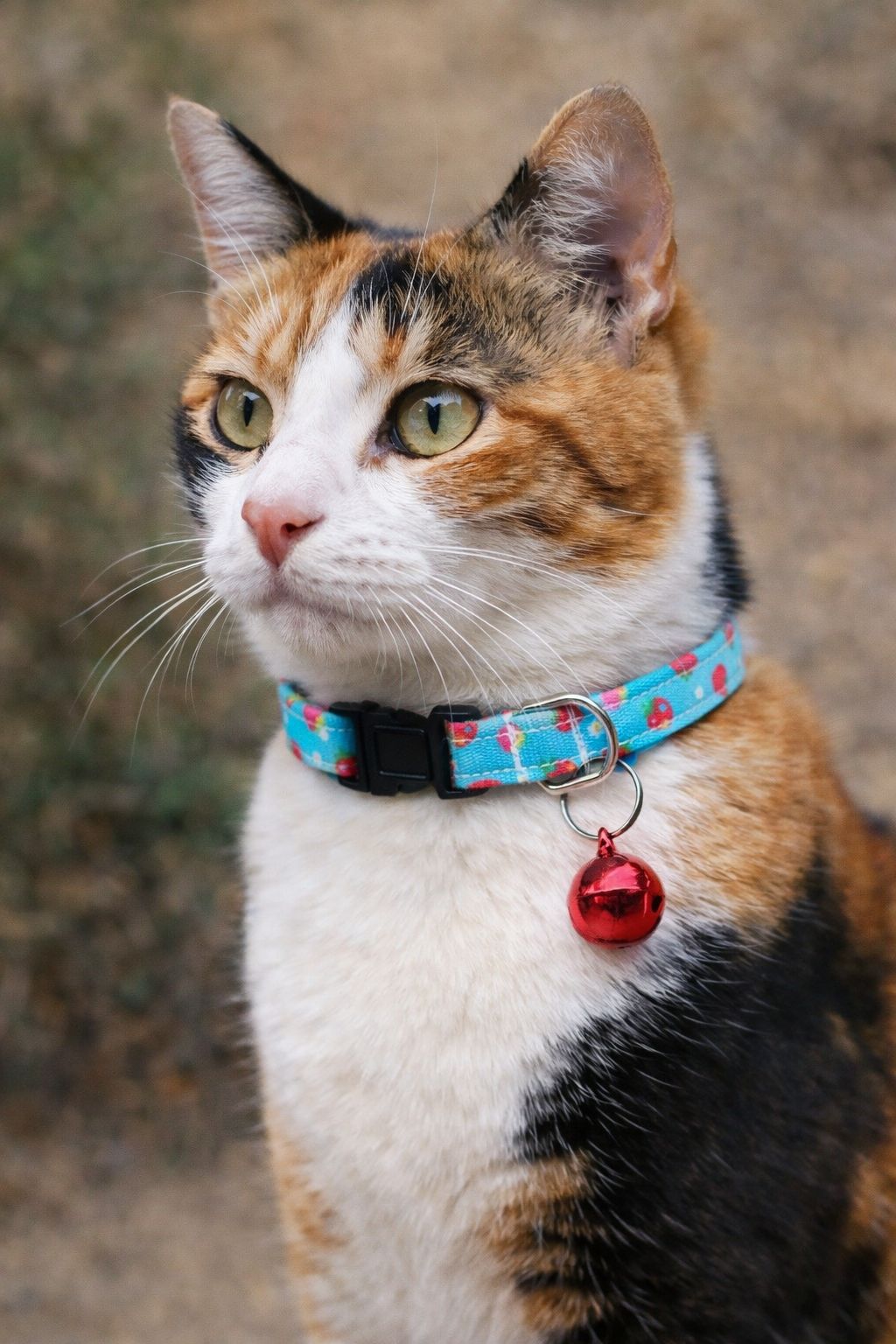 Lunaberry Handmade Cat Collar
