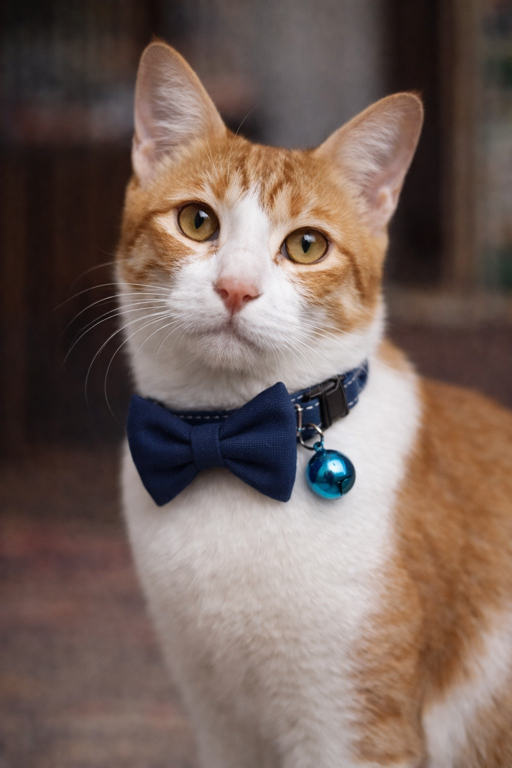 Navy Blue Handmade cat collar