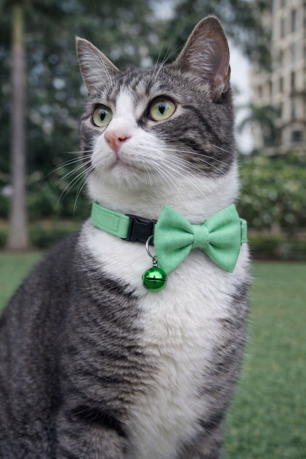 Paws-tachio Handmade Cat collar with Bow