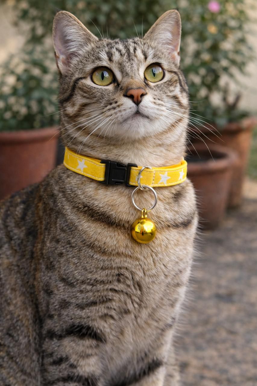 Sunshine Handmade Cat collar