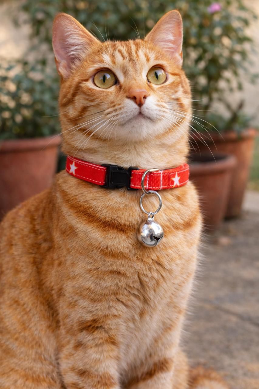 Red Star Handmade Cat Collar