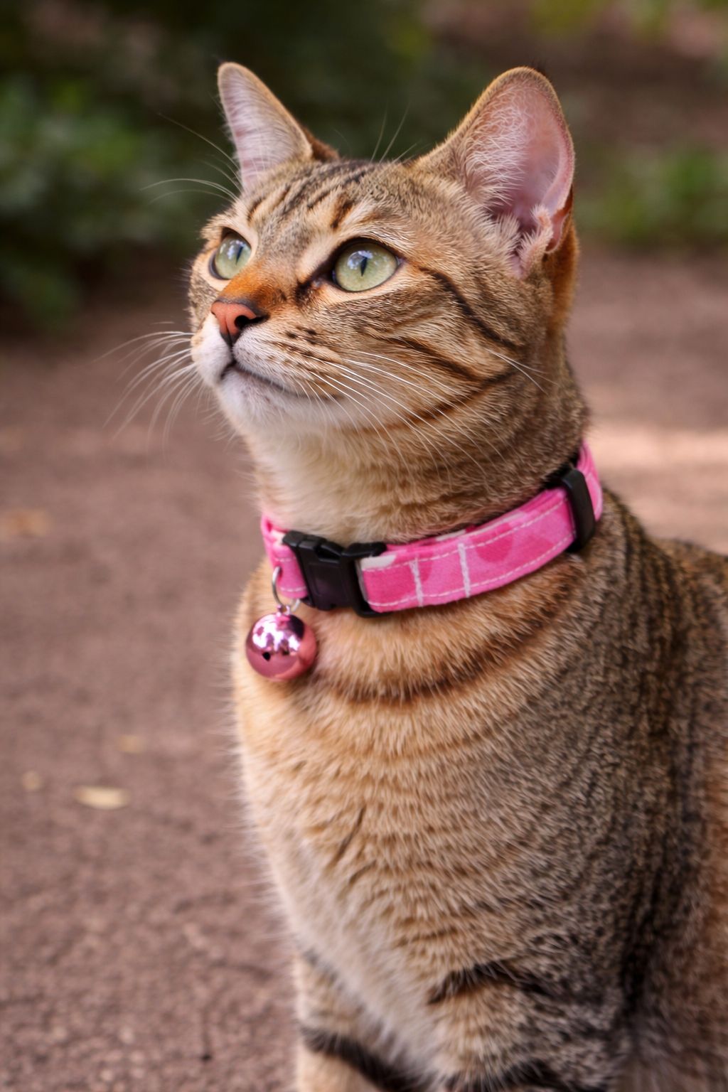Candy Floss Handmade Cat Collar