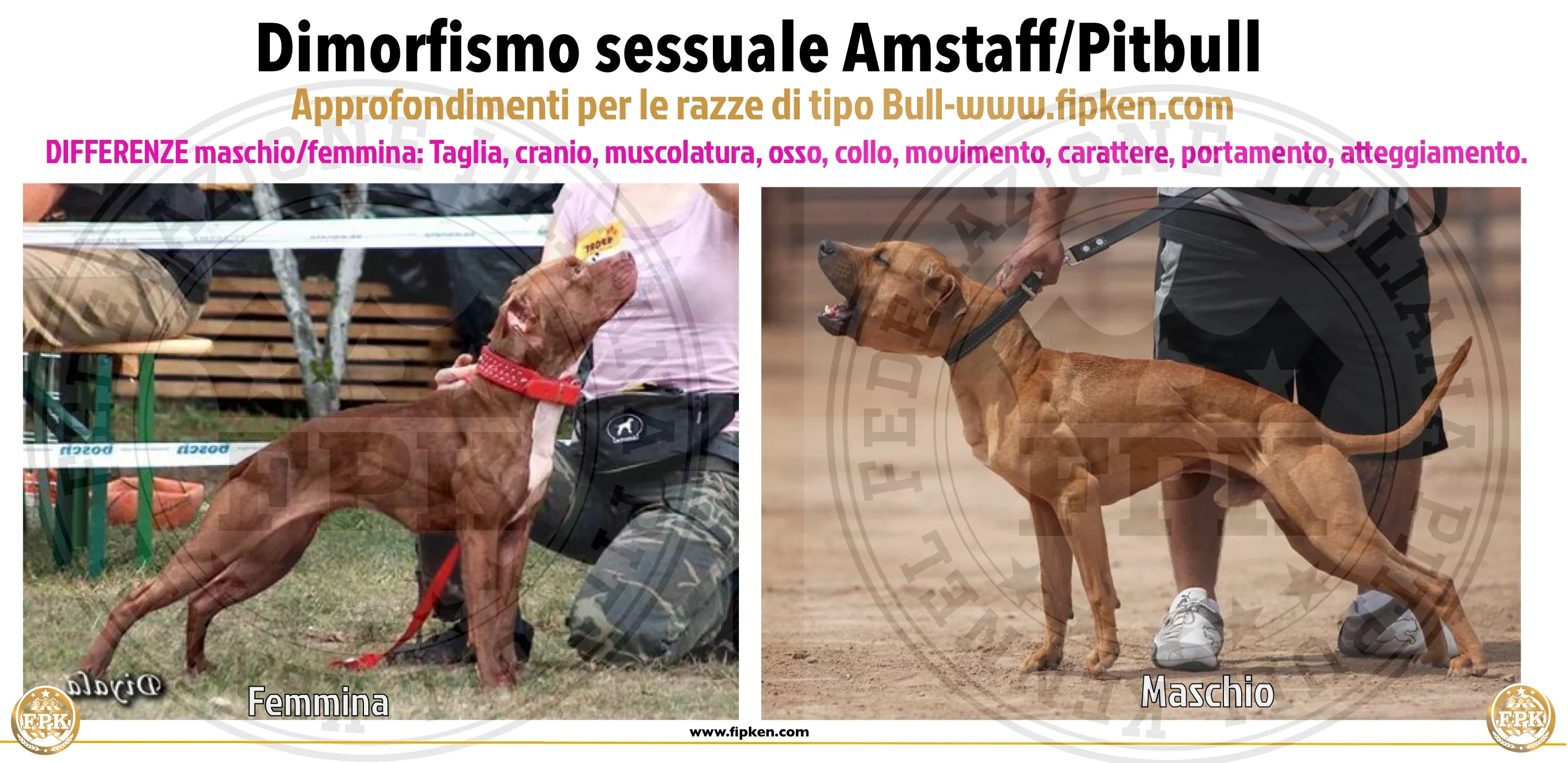 Dimorfismo nel Pit Bull