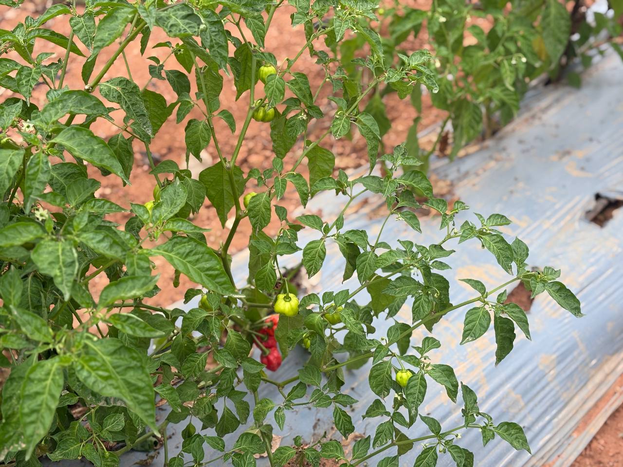 Fresh Ghana Chili Peppers