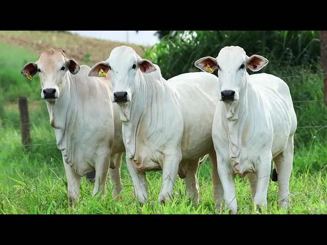3 Novilhas Nelore P.O