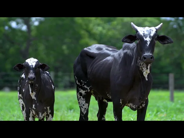 Matriz Nelore EP- 785