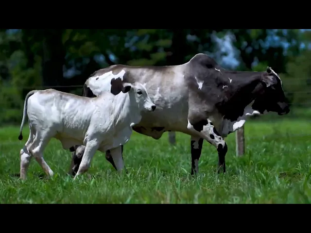 Matriz Nelore MLR - 3314