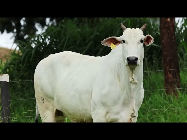 Matriz Nelore FMSF - 875