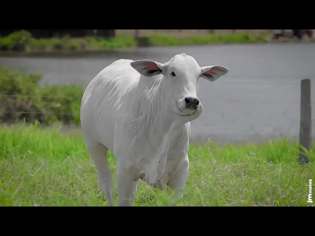 Novilha Nelore VCN - 6431