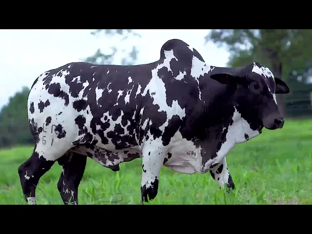 Garrote Nelore MLR - 864