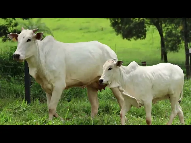 Matriz Nelore EPCO - 515