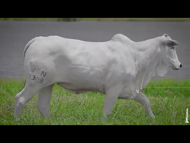 Novilha Nelore VCN - 845