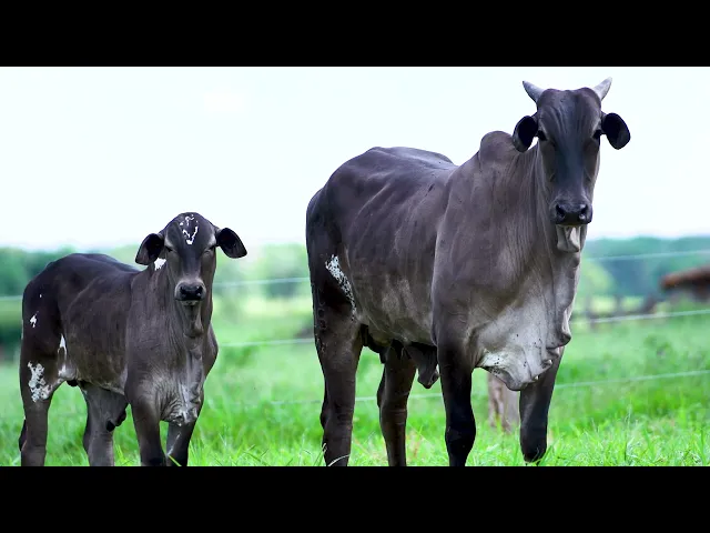 Matriz Nelore MLRC - 205