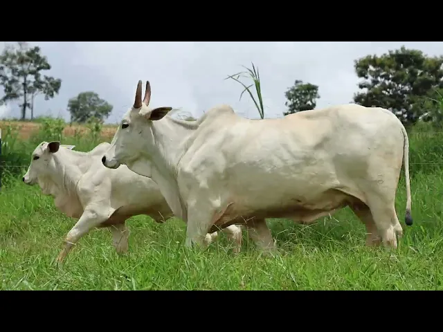 Matriz Nelore FMSF - 8943