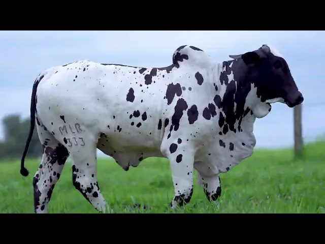 Matriz Nelore MLR - 333