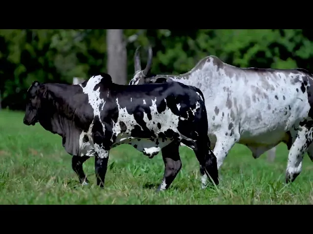 Matriz Nelore EC- 5285