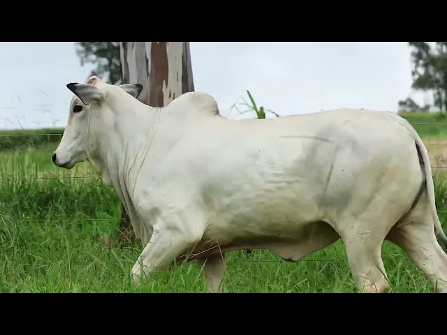 Novilha Nelore LMRZ - 3245