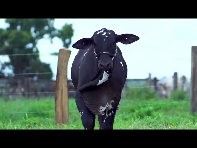 Garrote Nelore MLRC - 982