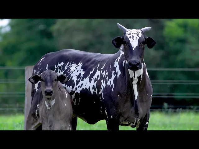 Matriz Nelore EC- 935