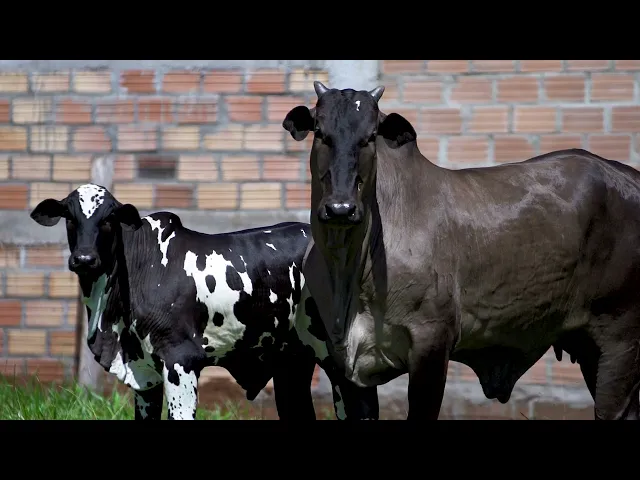 Matriz Nelore MLRC - 943