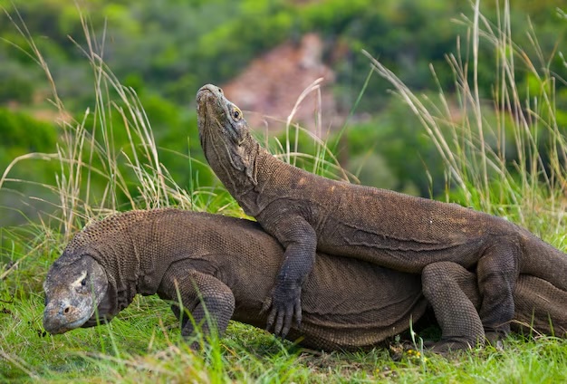 vaccino per Draghi di Komodo