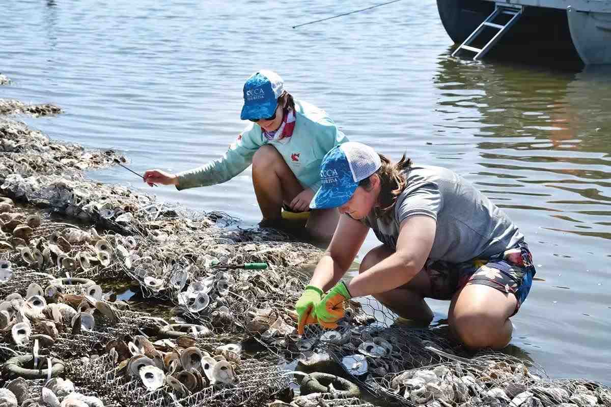 Donate to Oyster Restoration Projects in SWFL