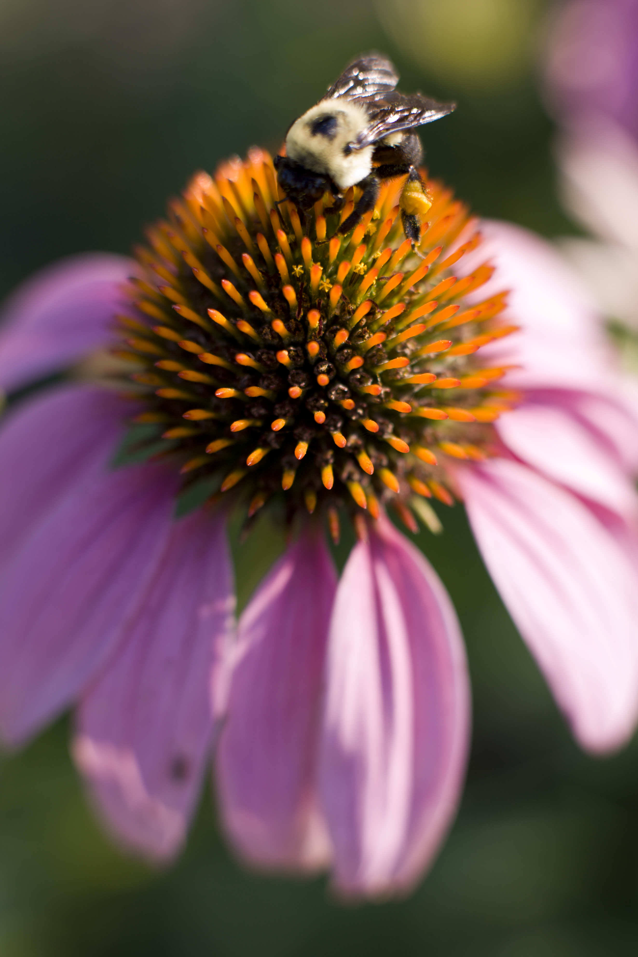 Seed Bomb Starter Kit 