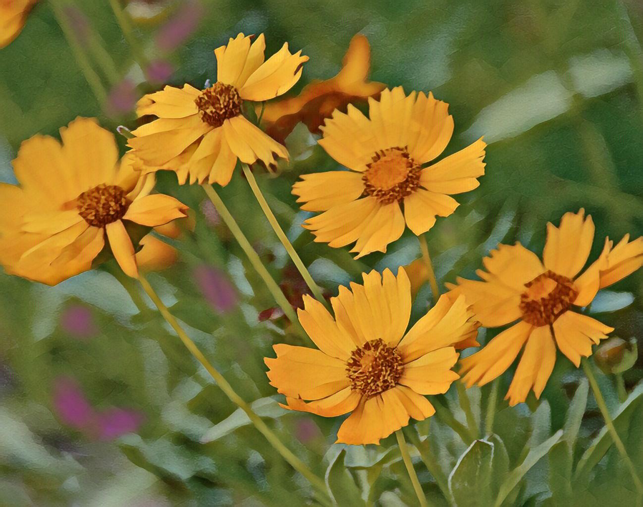 Florida Native Wildflower Mix