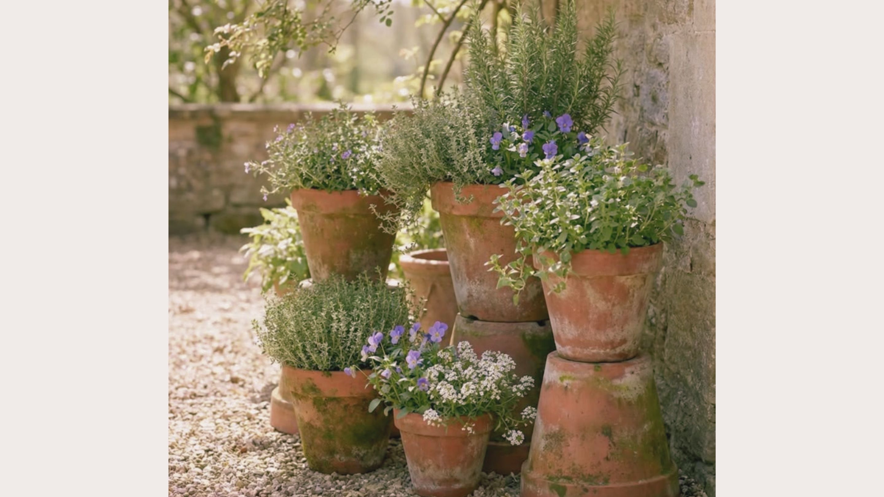 Mederi - Un jardín medicinal y culinario a tu medida