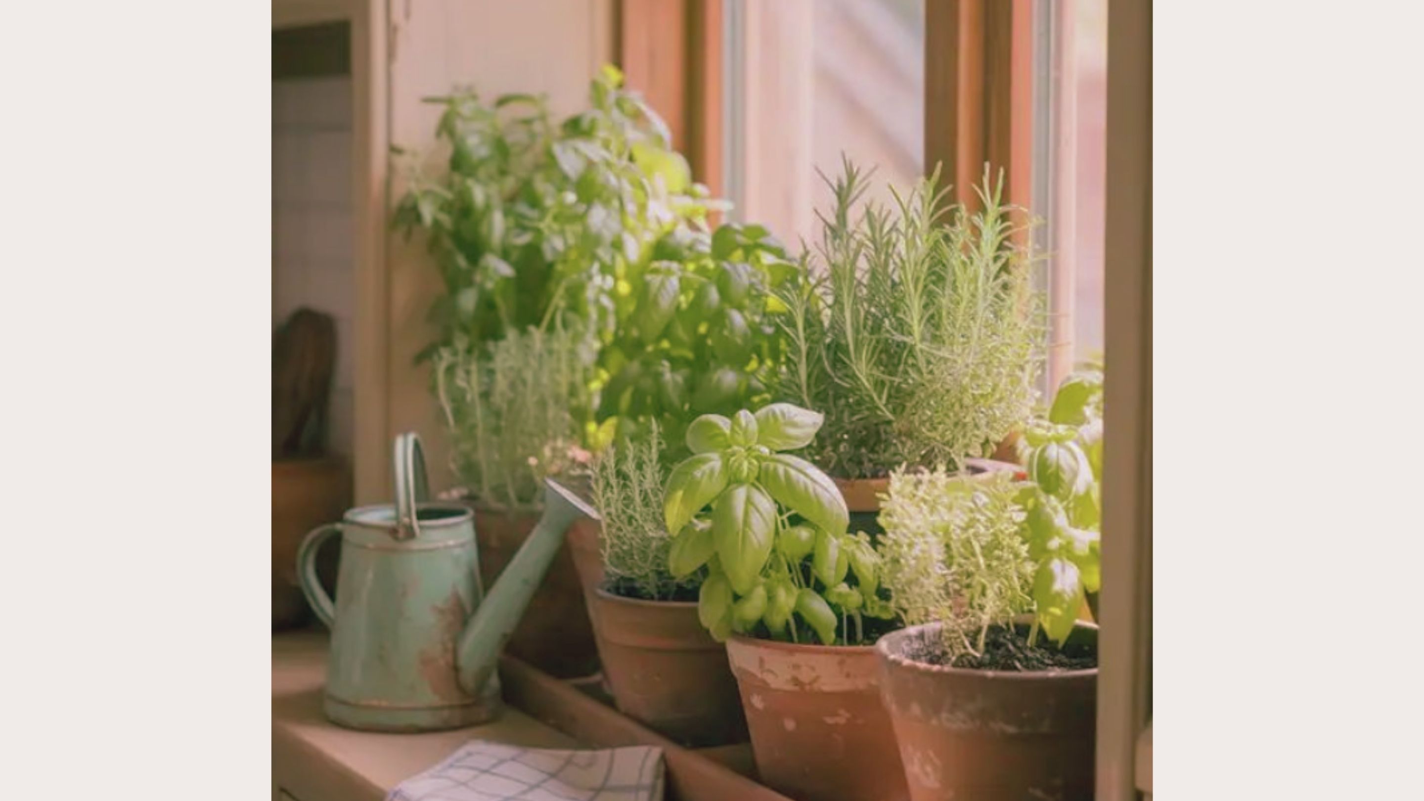 Mederi - Un jardín medicinal y culinario a tu medida