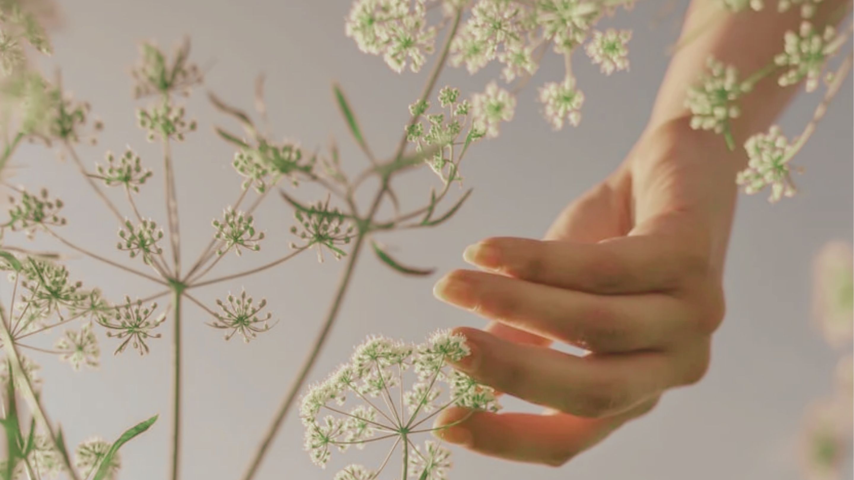 Clases personalizadas de siembra sintrópica 