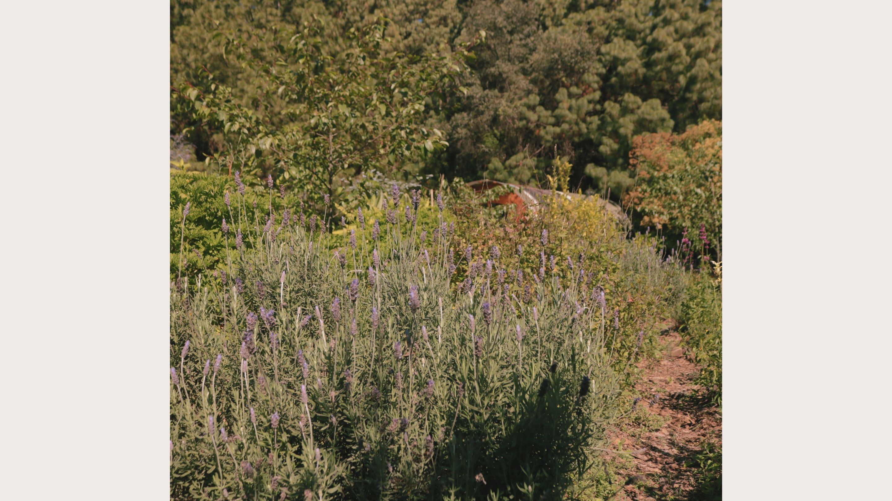 Mederi - Un jardín medicinal y culinario a tu medida