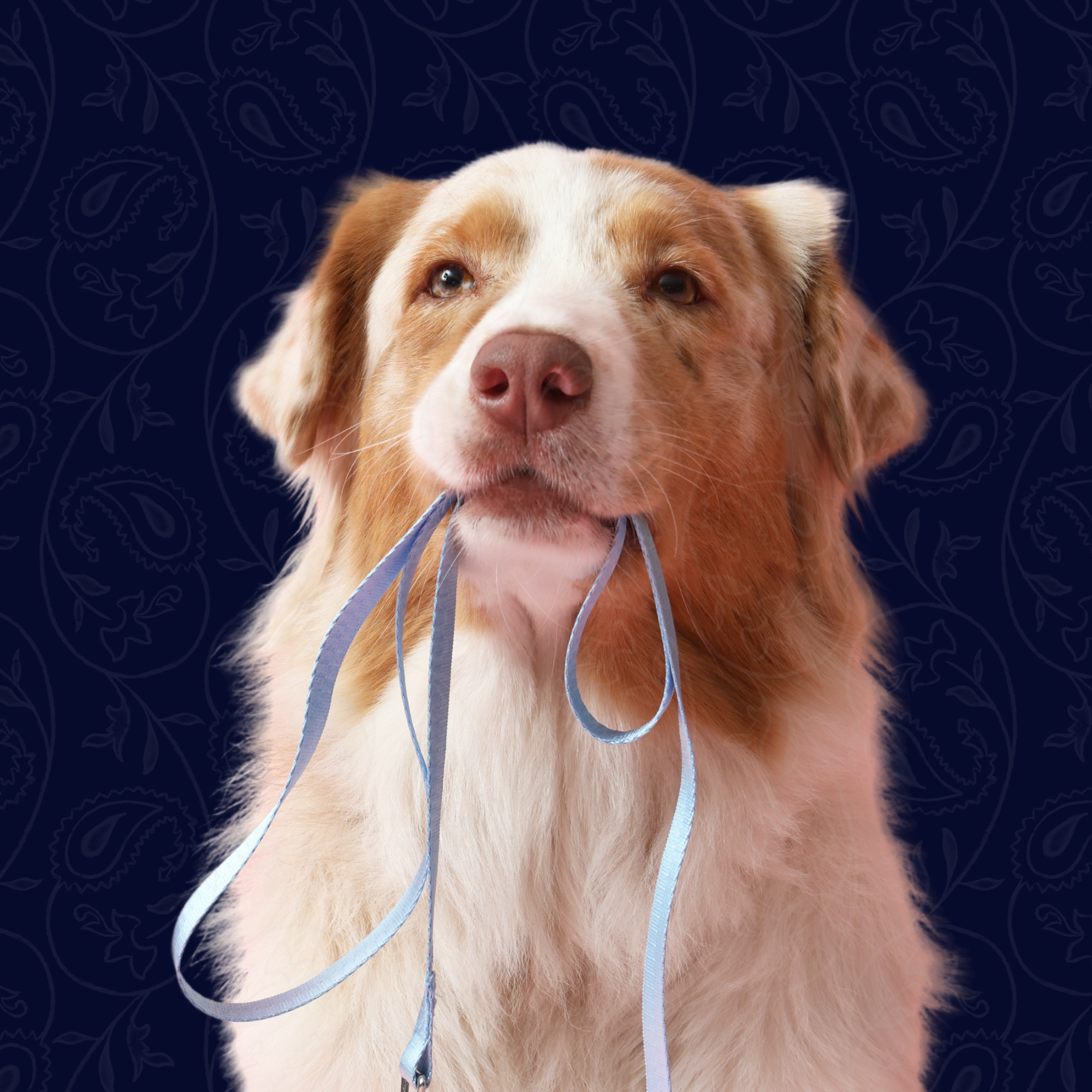 1 Séance d'Éducation Canine